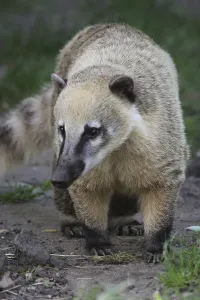 South American coati