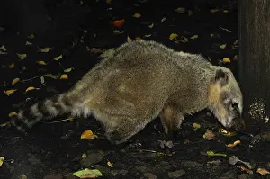 South American coati (Nasua nasua)