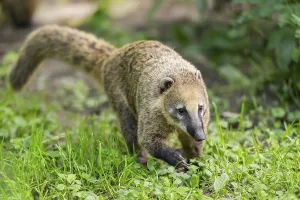 South American coati (Nasua nasua) walking on the ground