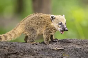 South American coati (Nasua nasua) youngster standing on the ground