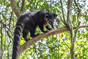 South American coatis (Nasua nasua)