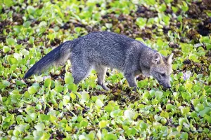 South American forest fox (Cerdocyon thous) Pantanal Brazil