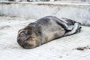 South American fur seal (Arctocephalus australis)