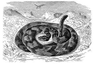 South American rattlesnake (Crotalus durissus)
