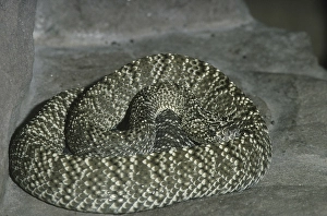 South American Rattlesnake (Crotalus vegrandis)