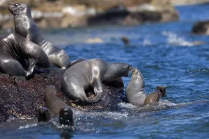 South american sea lion (otaria byronia) OR SOUTHERN SEA LION