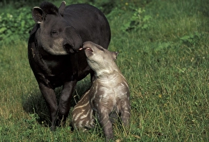 South American Tapir (Tapirus terrestris)