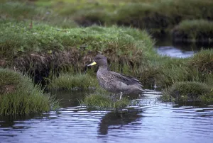 South American Teal, Chilean Teal