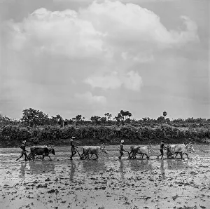 Four South Asian Indian farmers ploughing fields