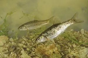 South European Roach (Rutilus rubilio)