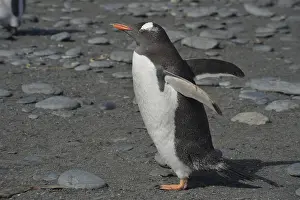South Georgia