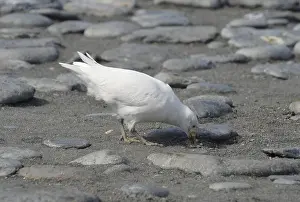 South Georgia