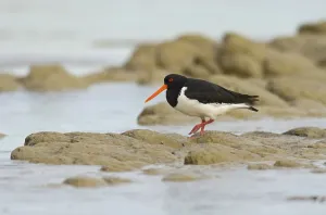 South island oystercatcher (Haematopus finschi)