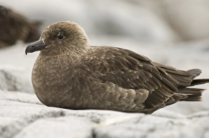 South Polar Skua (Stercorarius maccormicki)
