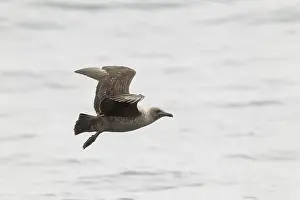 South Polar Skua (Stercorarius maccormicki) flying