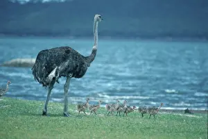 South (Struthio camelus australis) African Ostrichs