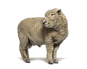 Southdown sheep, Babydoll, smiling sheep