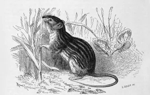Southern birch mouse (Sicista subtilis)