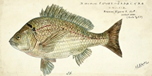 Southern black bream, Acanthopagrus butcheri, black Bream, fish, reproduction of an original, by Frank Edward Clarke (born 1849, died 1899), ichthyologist and scientific draughtsman