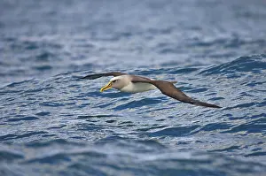 Southern Buller's Albatross (Thalassarche bulleri bulleri) adult
