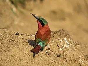 Southern carmine bee-eater (Merops nubicoides)