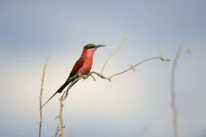 Southern Carmine Bee-eater (Merops nubicoides)