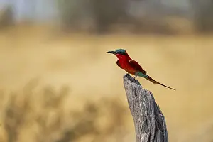 Southern carmine bee-eater (Merops nubicoides)