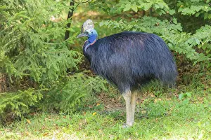 A Southern Cassowary (Casuarius casuarius) stands at the forest edge on a green meadow