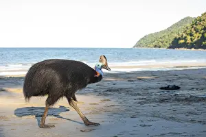 Southern cassowary (Casuarius casuarius) walking along the shore searching for food in the sand