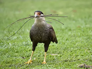 A southern crested caracara (Caracara plancus) collects small branches in a park in Buenos Aires