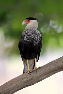 Southern crested caracara (Polyborus plancus)