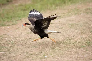 Southern crested caracara (Polyborus plancus)