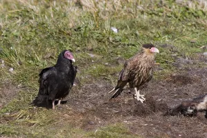 Southern crested caracaras (Caracara plancus)