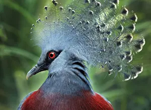 Southern Crowned Pigeon (Goura scheepmakeri)