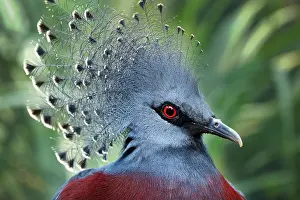 Southern Crowned Pigeon (Goura scheepmakeri)