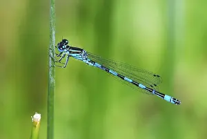 Southern Damselfly (Coenagrion mercuriale)