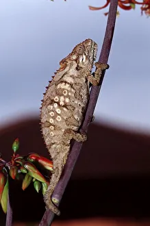 Southern Dwarf Chameleon (Bradypodion ventrale)