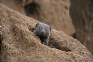Southern Dwarf Mongoose (Helogale parvula)