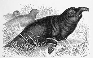 Southern elephant seal (Mirounga leonina)