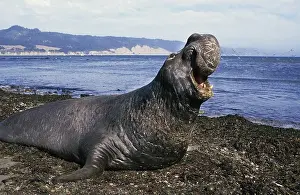 Southern Elephant Seal (mirounga leonina)