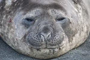 Southern Elephant Seal (Mirounga leonina)