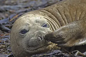 Southern Elephant Seal (Mirounga leonina)