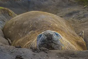 Southern elephant seal (Mirounga leonina)