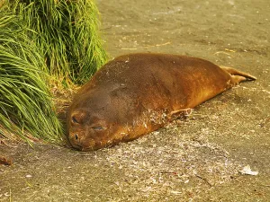 Southern Elephant Seal (Mirounga leonina)