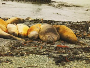 Southern Elephant Seal (Mirounga leonina) on Macquarie Island