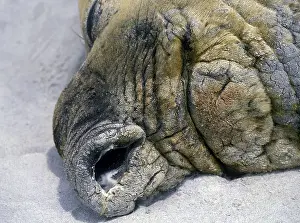 Southern elephant seals (Mirounga leonina)