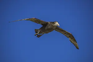 Southern Giant Petrel (Macronectes giganteus)