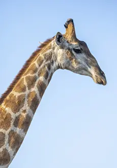Southern giraffe (Giraffa giraffa giraffa)