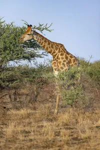Southern giraffe (Giraffa giraffa giraffa)