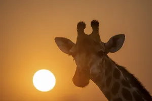 Southern giraffe (Giraffa giraffa giraffa) backlit in front of the sun at sunset